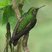 Buff-tailed Coronet